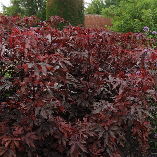 Mahogany Splendor Hibiscus - Commercial Landscape 1