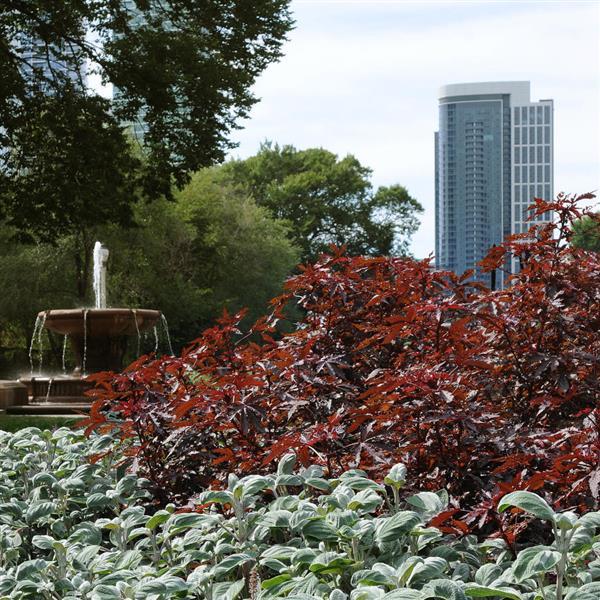 Mahogany Splendor Hibiscus - Commercial Landscape 2