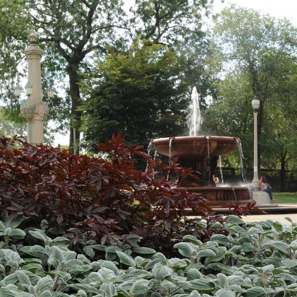 Mahogany Splendor Hibiscus - Commercial Landscape 3