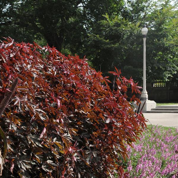 Mahogany Splendor Hibiscus - Landscape