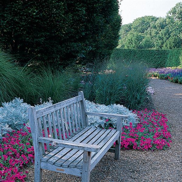 Wave® Purple Classic Spreading Petunia - Commercial Landscape 4