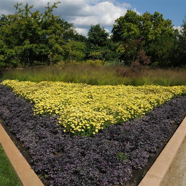 Calico Ornamental Pepper - Commercial Landscape 1