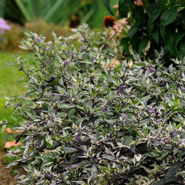 Calico Ornamental Pepper - Commercial Landscape 2