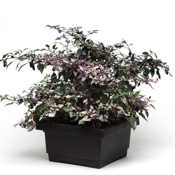 Calico Ornamental Pepper - Container