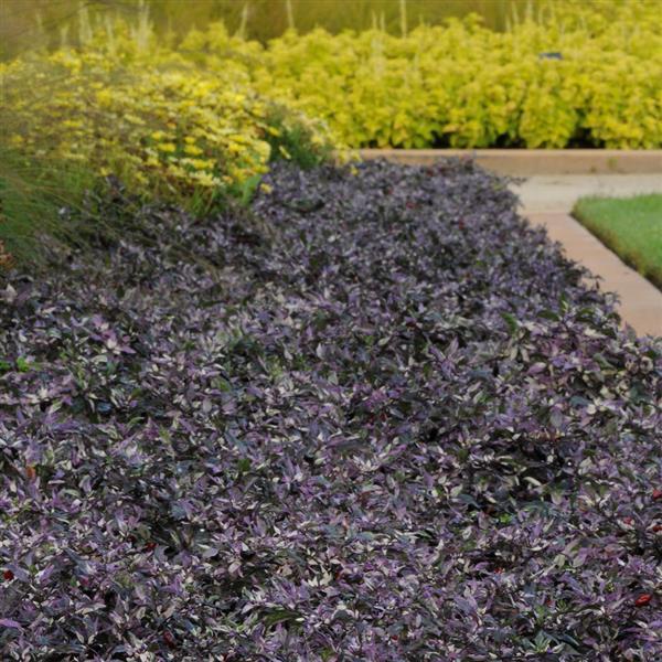 Calico Ornamental Pepper - Landscape