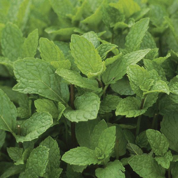 Mentha spicata Kentucky Colonel - Bloom