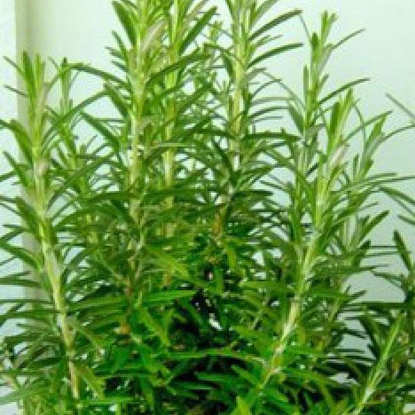 Rosmarinus officinalis Gorizia - Bloom