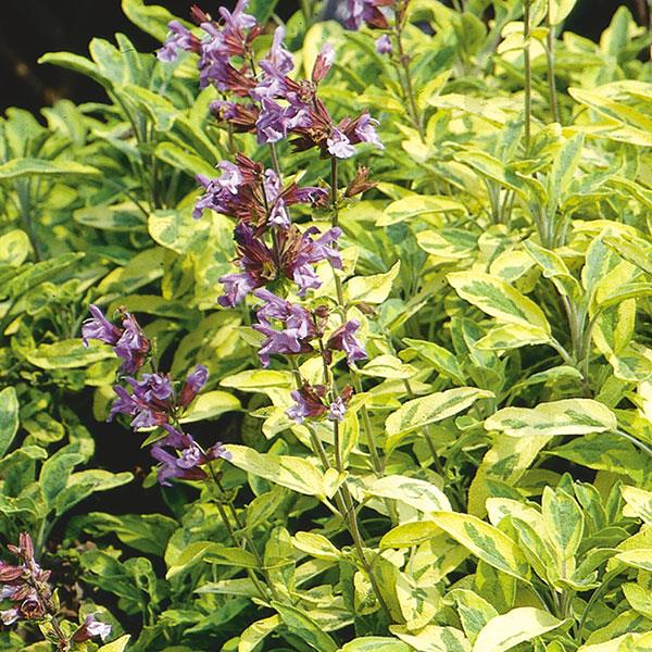 Salvia officinalis Aurea - Bloom