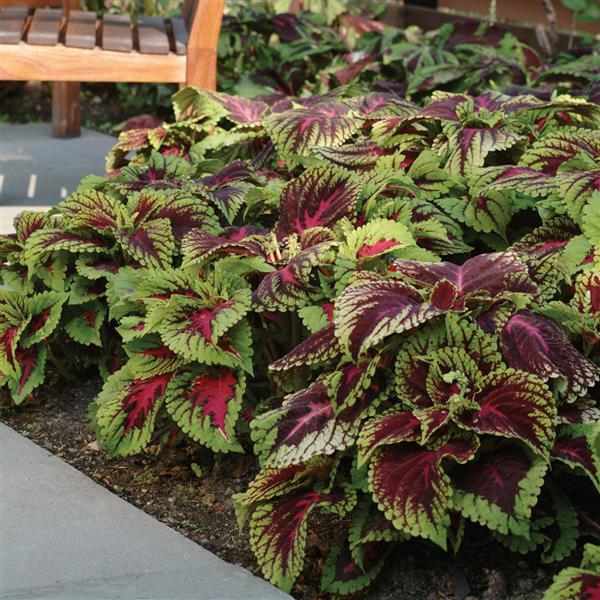Kong® Red Coleus, Premium Shade - Landscape
