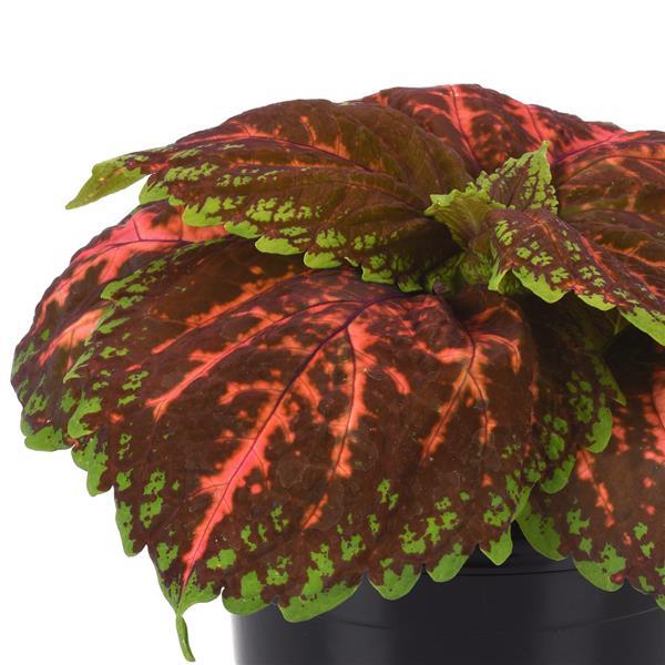 Kong® Salmon Pink Coleus, Premium Shade - Bloom