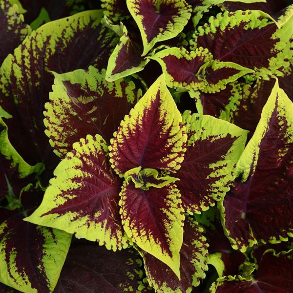 Kong® Scarlet Coleus, Premium Shade - Bloom