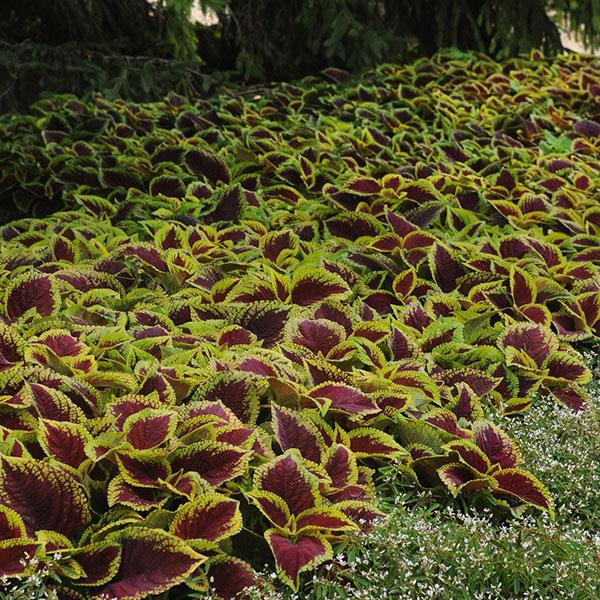 Kong® Scarlet Coleus, Premium Shade - Commercial Landscape 1