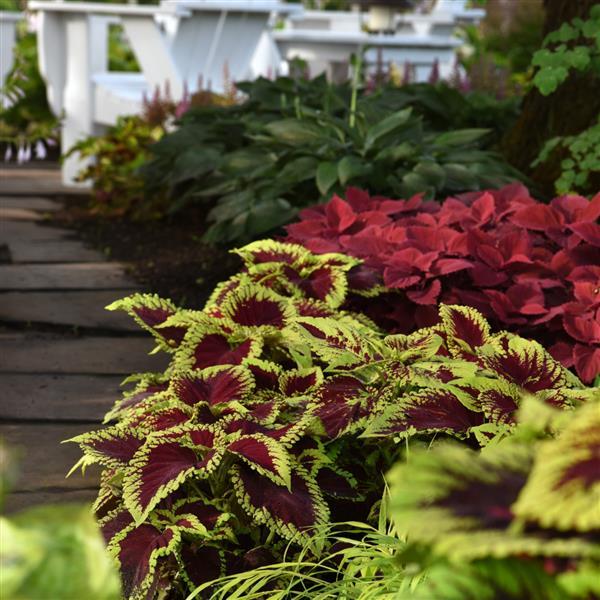 Kong® Scarlet Coleus, Premium Shade - Commercial Landscape 2