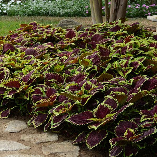 Kong® Scarlet Coleus, Premium Shade - Landscape