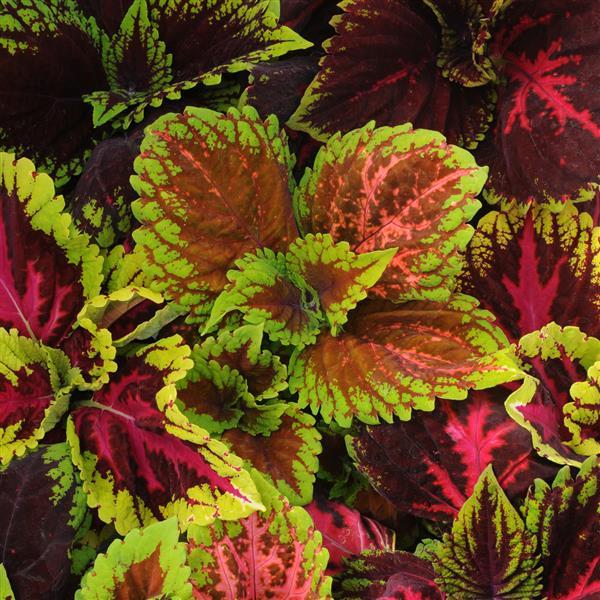 Kong® Empire Mixture Coleus, Premium Shade - Bloom
