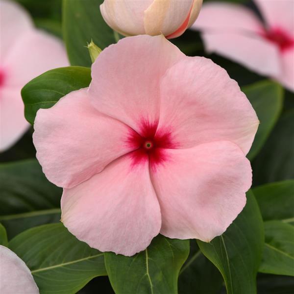 Valiant™ Apricot Vinca - Bloom