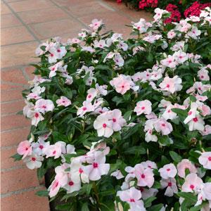 Valiant™ Apricot Vinca - Landscape
