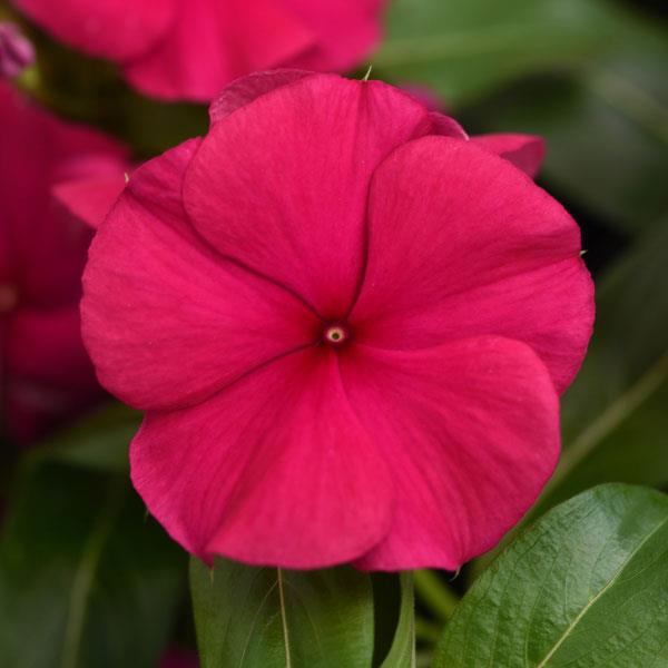 Valiant™ Burgundy Vinca - Bloom
