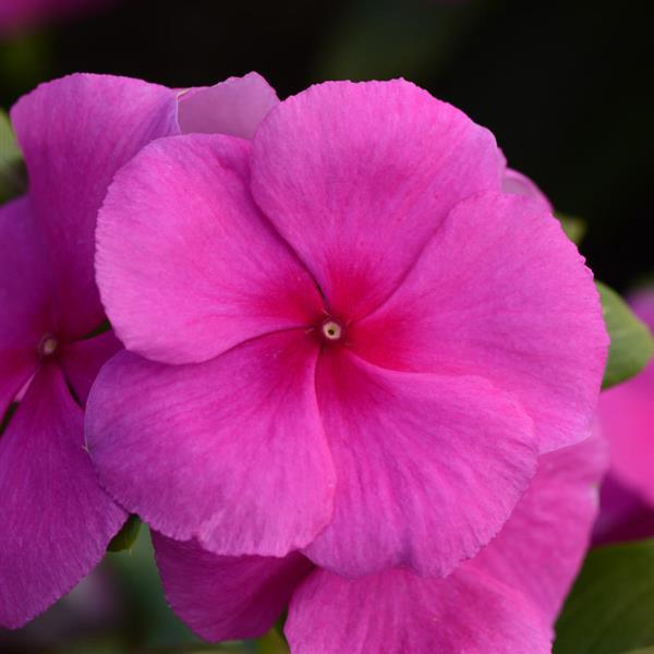 Valiant™ Lilac Vinca - Bloom