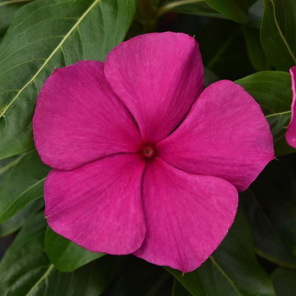 Valiant™ Magenta Vinca - Bloom