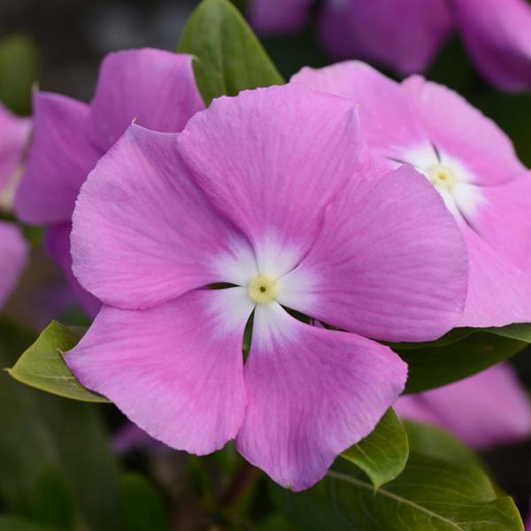 Valiant™ Orchid Vinca - Bloom