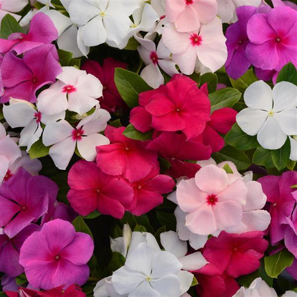 Valiant™ Mixture Vinca - Bloom