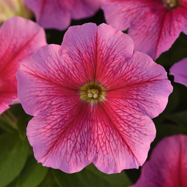 Mirage™ Chic Petunia - Bloom