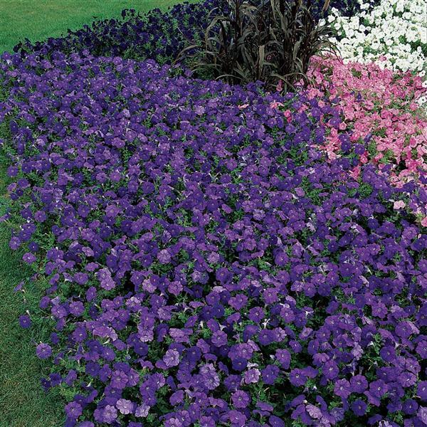 Mirage™ Mid-Blue Petunia - Landscape