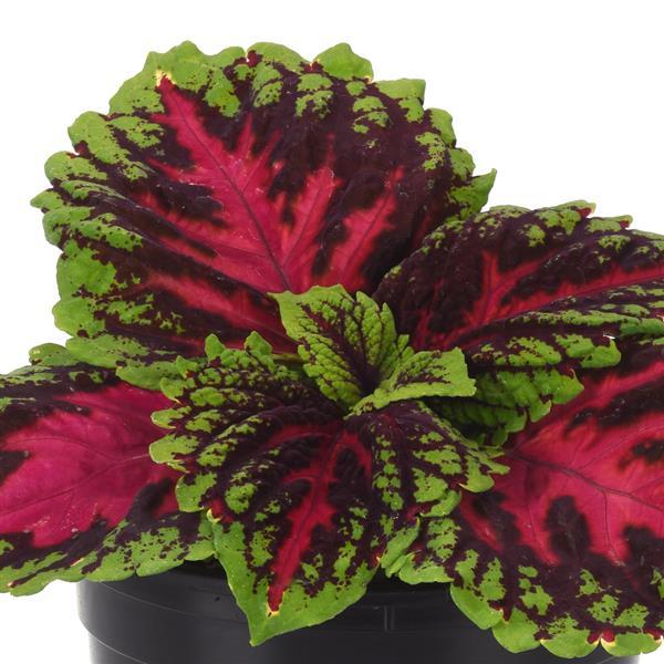 Kong Jr.™ Rose Coleus, Premium Shade - Bloom