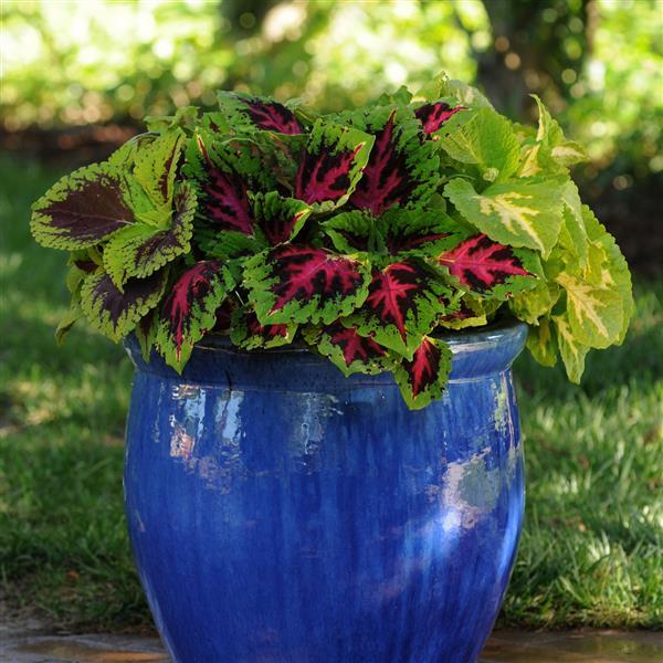 Kong Jr.™ Rose Coleus, Premium Shade - Container