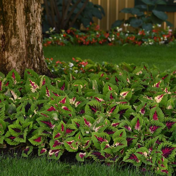 Kong Jr.™ Rose Coleus, Premium Shade - Landscape