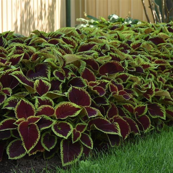 Kong Jr.™ Scarlet Coleus, Premium Shade - Commercial Landscape 1