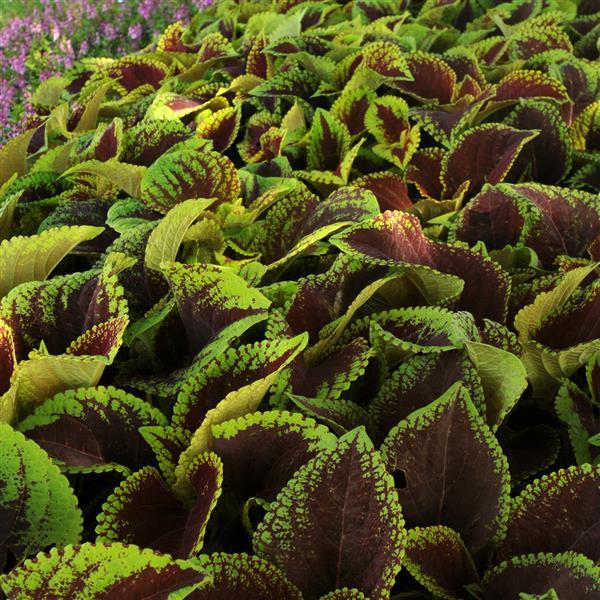 Kong Jr.™ Scarlet Coleus, Premium Shade - Commercial Landscape 2