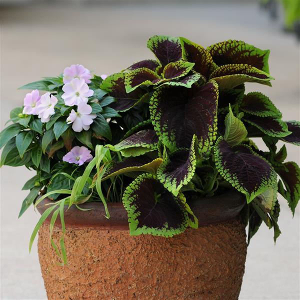 Kong Jr.™ Scarlet Coleus, Premium Shade - Container