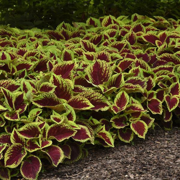 Kong Jr.™ Scarlet Coleus, Premium Shade - Landscape