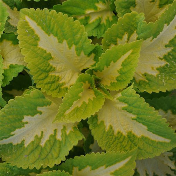 Kong Jr.™ Green Halo Coleus, Premium Shade - Bloom