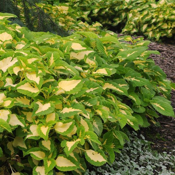 Kong Jr.™ Green Halo Coleus, Premium Shade - Commercial Landscape 1