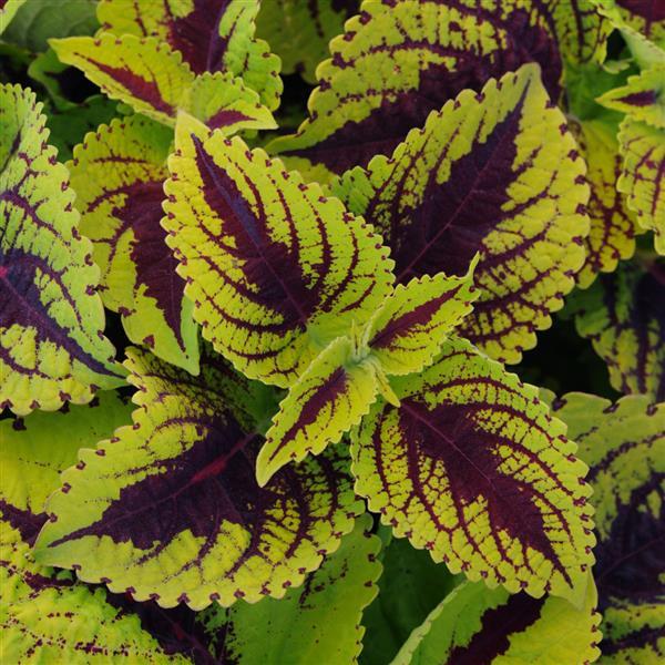 Kong Jr.™ Lime Vein Coleus, Premium Shade - Bloom