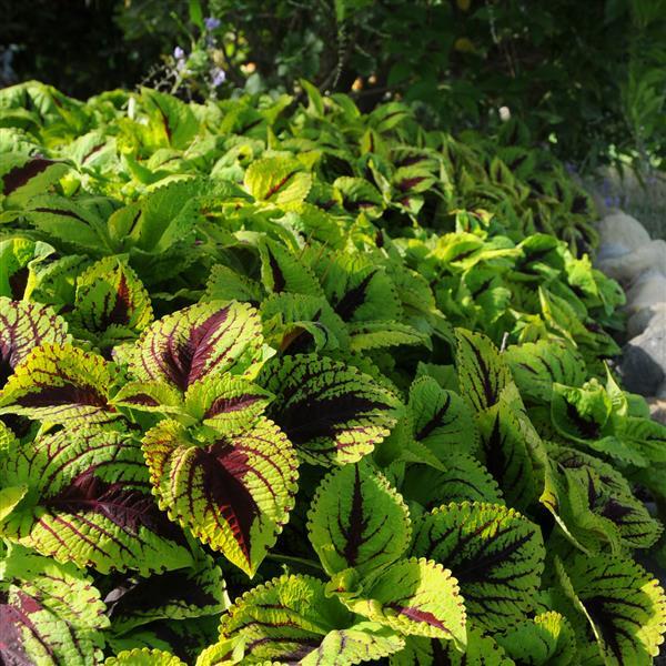 Kong Jr.™ Lime Vein Coleus, Premium Shade - Commercial Landscape 1