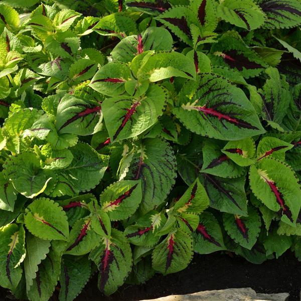 Kong Jr.™ Lime Vein Coleus, Premium Shade - Commercial Landscape 2
