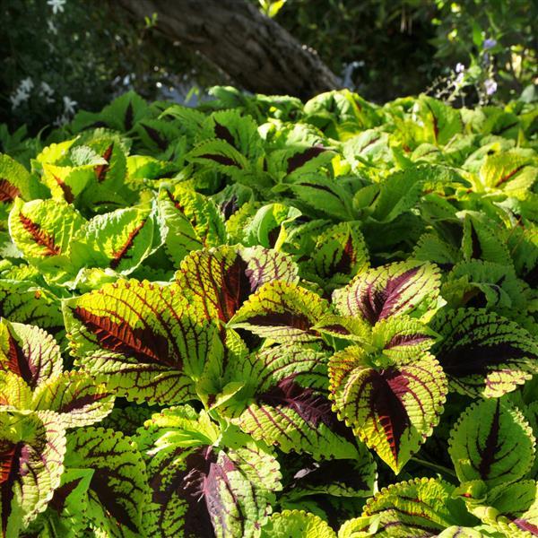 Kong Jr.™ Lime Vein Coleus, Premium Shade - Commercial Landscape 3