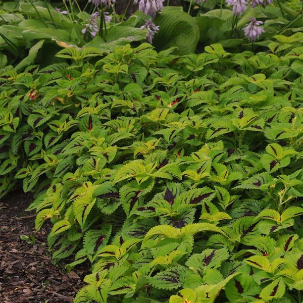Kong Jr.™ Lime Vein Coleus, Premium Shade - Landscape