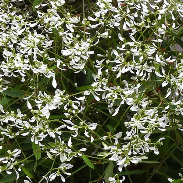 Glamour Euphorbia - Bloom