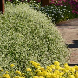 Glamour Euphorbia - Commercial Landscape 1