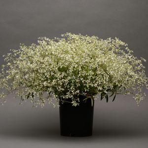Glamour Euphorbia - Container