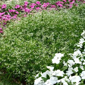 Glamour Euphorbia - Landscape