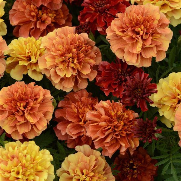 Strawberry Blonde French Marigold - Bloom