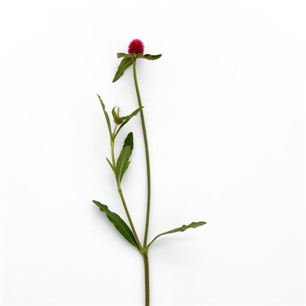 QIS Carmine Gomphrena - Single Stem, White Background