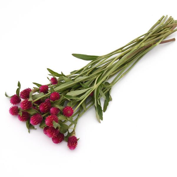 QIS Carmine Gomphrena - Grower Bunch