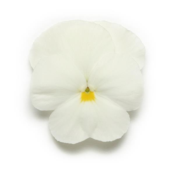 Panola® XP White Pansy - Bloom